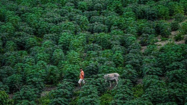 A man leads a cow trough a plantation. “We are abandoned by both business and nature,” said Marquez, adding that he now regrets having burned trees to plant corn as the land dries up. After 50 years of tobacco growing, he is reluctant to venture into apiculture. (Juan Barreto / AFP) A man leads a cow trough a plantation. “We are abandoned by both business and nature,” said Marquez, adding that he now regrets having burned trees to plant corn as the land dries up. After 50 years of tobacco growing, he is reluctant to venture into apiculture. (Juan Barreto / AFP)