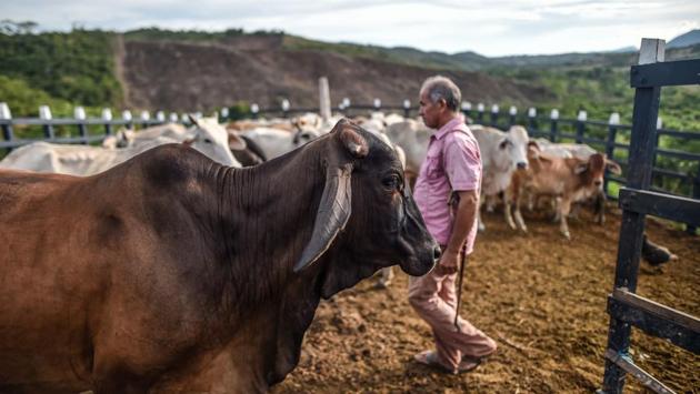 A man walks next to cows. Guillermo Marquez, 62, worries about the future amid his tobacco plants, once the economic engine of the region. Farmers here have seen their earnings plummet since tobacco giant Philip Morris announced in June that it was closing its factories in Colombia, citing tax increases and smuggling. (Juan Barreto / AFP) A man walks next to cows. Guillermo Marquez, 62, worries about the future amid his tobacco plants, once the economic engine of the region. Farmers here have seen their earnings plummet since tobacco giant Philip Morris announced in June that it was closing its factories in Colombia, citing tax increases and smuggling. (Juan Barreto / AFP)