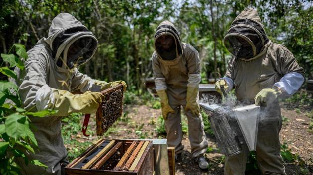 For the past year, the 159 families of Chengue alternate between agricultural work and caring for the 500 hives donated by the government and the United Nations, as part of a collective program for survivors of armed conflict. “We used to be all over the place… but we need to heal wounds and now, thanks to the beekeeping, people have come back, they like to be with the bees, to study the life of the bees.” (Juan Barreto / AFP) For the past year, the 159 families of Chengue alternate between agricultural work and caring for the 500 hives donated by the government and the United Nations, as part of a collective program for survivors of armed conflict. “We used to be all over the place… but we need to heal wounds and now, thanks to the beekeeping, people have come back, they like to be with the bees, to study the life of the bees.” (Juan Barreto / AFP)