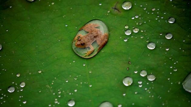 A frog is pictured on the leaf of a lotus after the rain at a pond in Lalitpur, Nepal. (Navesh Chitrakar / REUTERS) A frog is pictured on the leaf of a lotus after the rain at a pond in Lalitpur, Nepal. (Navesh Chitrakar / REUTERS)