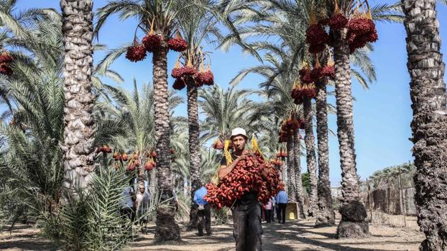 A Palestinian man carries a bunch of dates during the yearly harvest in Deir al-Balah in the central Gaza Strip. (Said Khatib / AFP) A Palestinian man carries a bunch of dates during the yearly harvest in Deir al-Balah in the central Gaza Strip. (Said Khatib / AFP)