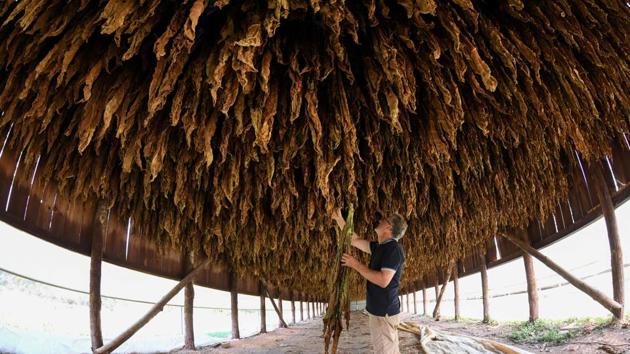 French cattle breeder and tobacco productor Patrick Maury, providing tobacco leaves to France Tabac plant, checks his production in Mazeyrolles, southwestern France. (Mehdi Fedouach / AFP) French cattle breeder and tobacco productor Patrick Maury, providing tobacco leaves to France Tabac plant, checks his production in Mazeyrolles, southwestern France. (Mehdi Fedouach / AFP)