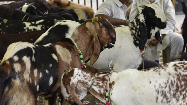 The Tripura High Court on Friday ordered a ban on the tradition of animal sacrifice in temples. Image used for representational purpose only.(Virendra Singh Gosain/HT File Photo)