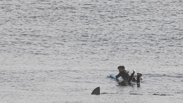 The image shows a fin passing close by a man in a wet suit.(Facebook/@OrleansBeaches) The image shows a fin passing close by a man in a wet suit.(Facebook/@OrleansBeaches)