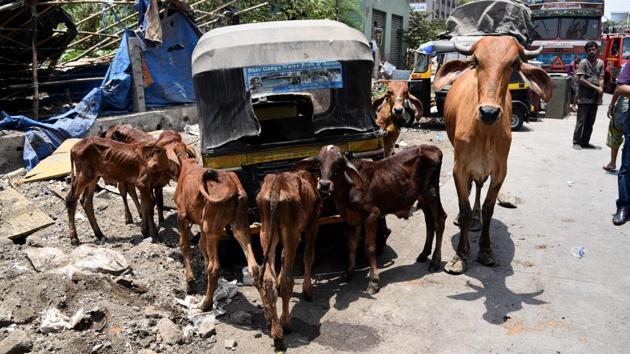 A total of 61 animals, chiefly livestock, were killed as swiftly moving waters from overflowing canals wreaked havoc in some of the city’s residential areas, businesses, and public spaces. (HT FILE) A total of 61 animals, chiefly livestock, were killed as swiftly moving waters from overflowing canals wreaked havoc in some of the city’s residential areas, businesses, and public spaces. (HT FILE)