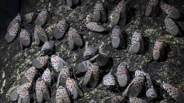 Lanternfly gather on a tree in Kutztown.(AP)