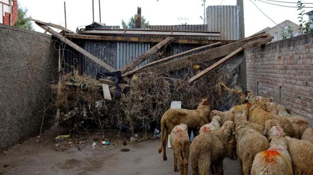 A herd of sheep pass through a barricade set up by the residents. (Danish Siddiqui / REUTERS)