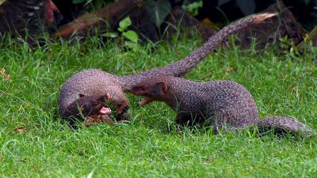 Two mongooses play under a clear sky, in Patna, Bihar. (Parwaz Khan / HT Photo) Two mongooses play under a clear sky, in Patna, Bihar. (Parwaz Khan / HT Photo)