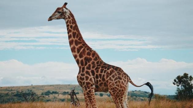 Male giraffes’ colour may function in a similar way to the lion’s mane, as lions with dark manes are usually dominant and are preferred by females.(Unsplash)