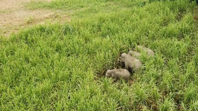 A photograph from a Uttarakahnd Forest Department drone showing elephants raiding a sugarcane field in Udham Singh Nagar district.(Uttarakhand Forest department)