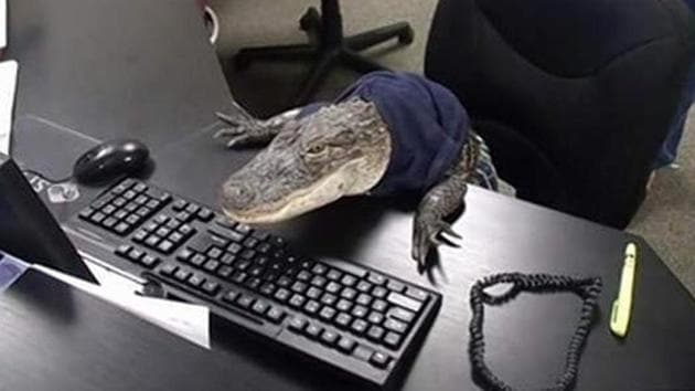 It’s a pet crocodile named Rambo. (Instagram/chrisdelia) It’s a pet crocodile named Rambo. (Instagram/chrisdelia)