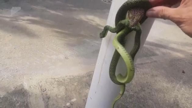 The man broke the fight between the snake and the gecko using his bare hands.(Screengrab)