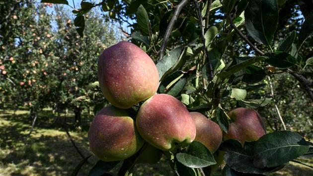 Their land is now idle, with branches sagging under the weight of unpicked fruit. “Let it rot on the trees,” Malik said. Amid the latest unrest, Malik told AFP that harvesting would allow the Indian government “to tell the world that everything is fine in Kashmir”. And everything, he says, is far from fine. (Tauseef Mustafa / AFP) 