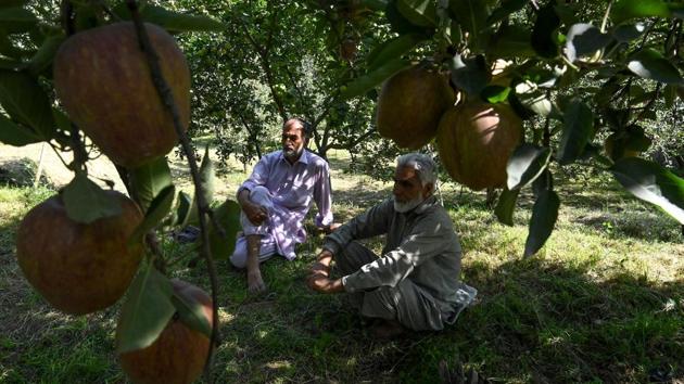 The fertile Himalayan region usually sells hundreds of millions of dollars worth of apples each year, and more than half of Kashmiris are engaged directly or indirectly in cultivation. At one orchard in central Shopian district, Ghulam Nabi Malik (R) and his brother usually sell 7,000 boxes of apples a year for markets and kitchen tables across India, earning them some seven million rupees (nearly $100,000). (Tauseef Mustafa / AFP) 