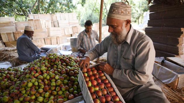 Farmers sort freshly plucked apples. Many farmers say they are willing participants in the campaign, although there have been threats and one orchard owner was attacked. In one village, a former police officer who deserted to join a rebel group set fire to empty boxes his own family had bought for packing fruit. Militants have also put pressure on fuel stations, forcing off the roads many trucks needed to transport the fruit. (Waseem Andrabi / HT Photo) 