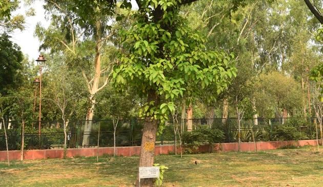 The officials and representatives are also directed to pay the value of the tree that has been felled after being assessed by the Range Forest Officer, Sadar East and it will be deposited to the government exchequer in the form of forest revenue.(Vipin Kumar/HT PHOTO) The officials and representatives are also directed to pay the value of the tree that has been felled after being assessed by the Range Forest Officer, Sadar East and it will be deposited to the government exchequer in the form of forest revenue.(Vipin Kumar/HT PHOTO)
