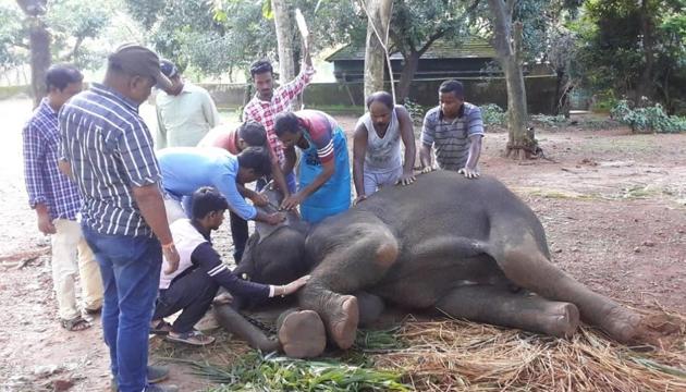 On eof teh four elephants that died of herpes virus in Nandankanan zoo in Bhubaneswar recently.(HT PHOTO)