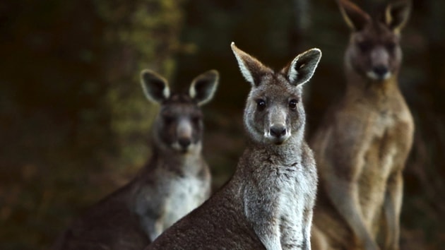 An Australian teenager allegedly killed 20 kangaroos.(Reuters photo)