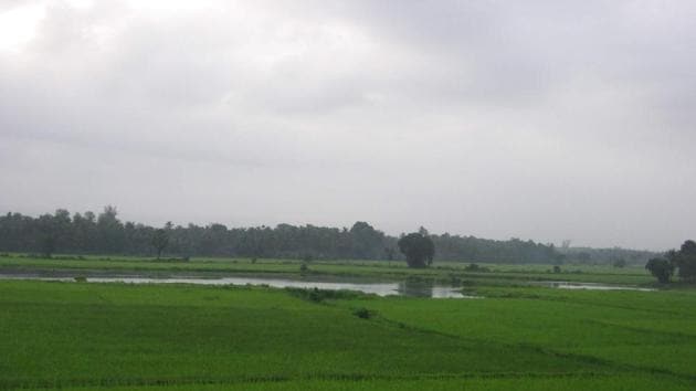 Goa’s khazans are a source of food for its villagers who reside in the coastal regions. These khazans can also be used for multiple uses like farming and aquaculture.(HT photos/Gerard De Souza)