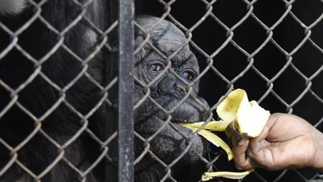 “We have decided to come up with Rita’s statue on her birthday. It will be a tribute to her,” said RA Khan, curator, Delhi Zoo.(Arvind Yadav/HT Photo) “We have decided to come up with Rita’s statue on her birthday. It will be a tribute to her,” said RA Khan, curator, Delhi Zoo.(Arvind Yadav/HT Photo)