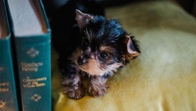 You can choose the kinds of activities that interest you, whether that’s walking dogs, cleaning kennels, reading to cats or creating social-media posts, to name just some of the options. (Unsplash) You can choose the kinds of activities that interest you, whether that’s walking dogs, cleaning kennels, reading to cats or creating social-media posts, to name just some of the options. (Unsplash)