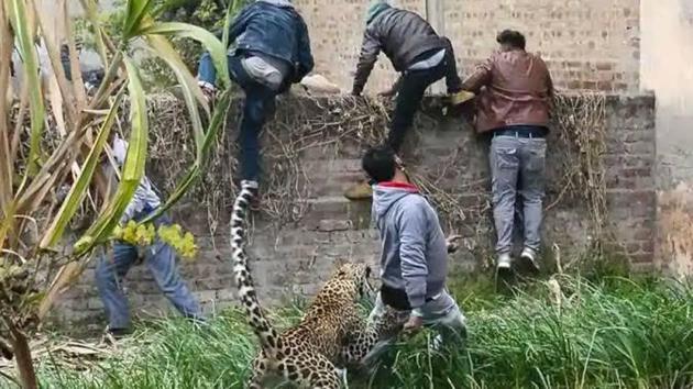 The leopard in Maharashtra’s Akola district was later captured and released into forest after medical examination, an official said.(Representative Image/HT File Photo)
