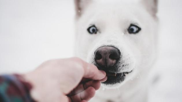 Using treats during training is the best way to guarantee that your dog will repeat the behaviour you want. Other methods don’t work as well, experts say, and can even harm your dog and the pet-owner relationship.(Unsplash)