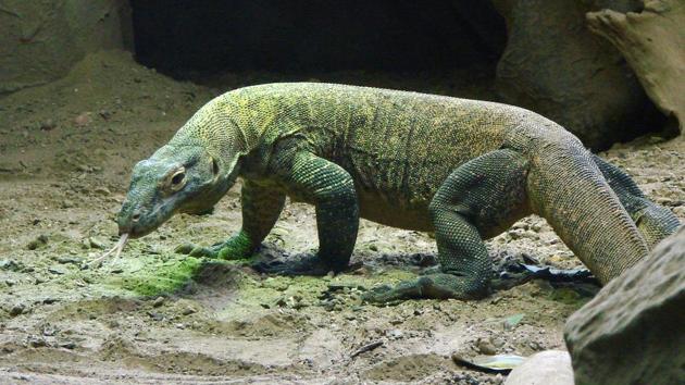 The islands are home to nearly 2,900 Komodo dragons (representative image). (Pixabay) The islands are home to nearly 2,900 Komodo dragons (representative image). (Pixabay)