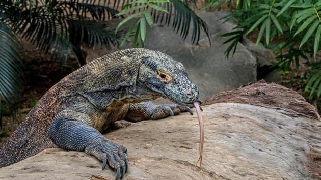 Growing numbers of tourists are flocking to Komodo island to see them. And starting next year, they’ll pay up to $1,000 for the privilege. (Unsplash) Growing numbers of tourists are flocking to Komodo island to see them. And starting next year, they’ll pay up to $1,000 for the privilege. (Unsplash)
