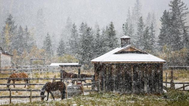 Horses eat amidst snowy weather near Cremona, Alberta, Canada. (Jeff McIntosh / AP)