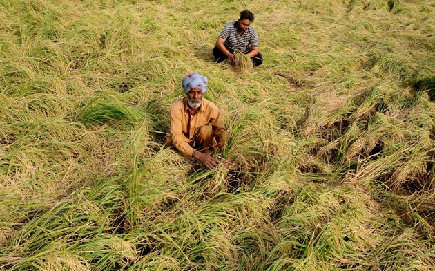 Do not panic: Punjab agri dept to farmers after rain, high velocity ...