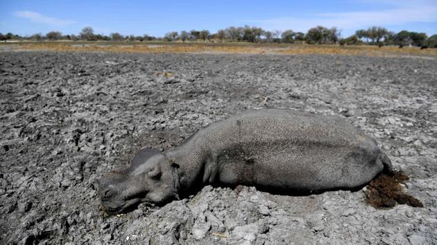 A dead hippo is seen in one of the dried channel of the wildlife reach Okavango Delta near the Nxaraga village in the outskirt of Maun, Botswana. The Okavango Delta is one of Africa's last remaining great wildlife habitat and provides refuge to huge concentrations of game. Botswana government declared this year as a drought year due to no rain fall through out the country. (Monirul Bhuiyan / AFP)