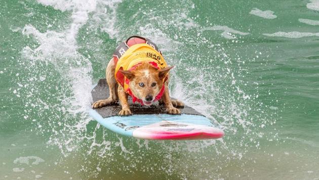 Skyler Henard competes in the 2019 Surf City Surf Dog contest at Huntington Beach, California, US. (Kyle Grillot / AFP)
