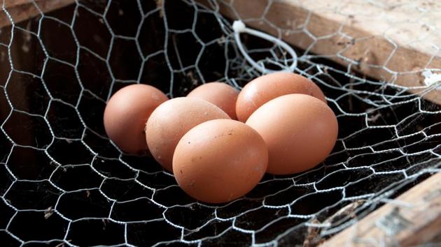 An Odisha cop was suspended for asking for eggs, chicken and cash in bribe. (Getty Images/iStockphoto/Representative) An Odisha cop was suspended for asking for eggs, chicken and cash in bribe. (Getty Images/iStockphoto/Representative)