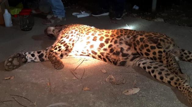 The forest department had engaged a hunter who tracked the leopard’s movements for nearly 10 days before killing it.(HT File / Representational Photo)
