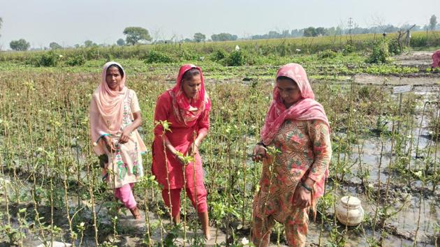 An enthusiastic group of 10 women, all from Changali Wala village near Lehra, around 55km from Sangrur town, sell organically-grown vegetable. (HT Photo) An enthusiastic group of 10 women, all from Changali Wala village near Lehra, around 55km from Sangrur town, sell organically-grown vegetable. (HT Photo)