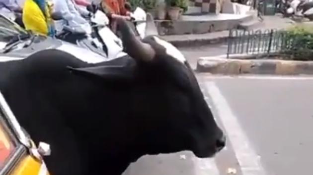 “Forget people. Even our animals obey traffic rules,” Preity Zinta wrote on Twitter. (Twitter/Preity Zinta) “Forget people. Even our animals obey traffic rules,” Preity Zinta wrote on Twitter. (Twitter/Preity Zinta)