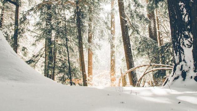 Study reveals lasting impact of declining winter.(Unsplash)