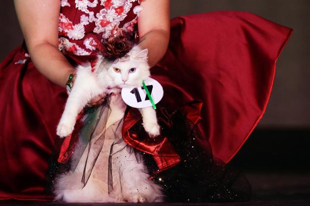 A cat dressed with a gown is carried by its owner during a pet fashion show celebrating World Animals Day in Quezon City, Metro Manila, Philippines, October 6, 2019. (REUTERS/Eloisa Lopez)