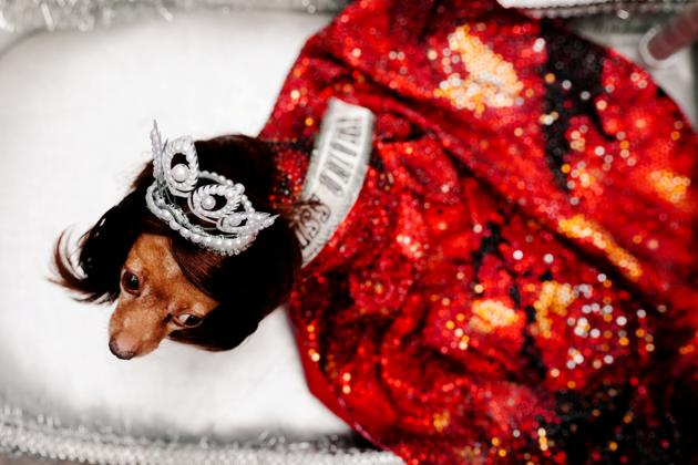 A pet dog dressed as a crowned Miss Universe is photographed at a pet fashion show celebrating World Animals Day in Quezon City, Metro Manila, Philippines, October 6, 2019. (REUTERS/Eloisa Lopez)