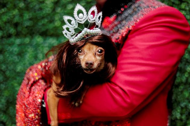 A pet dog dressed as a crowned Miss Universe is photographed at a pet fashion show celebrating World Animal Day in Quezon City, Metro Manila, Philippines, October 6, 2019. (REUTERS/Eloisa Lopez)