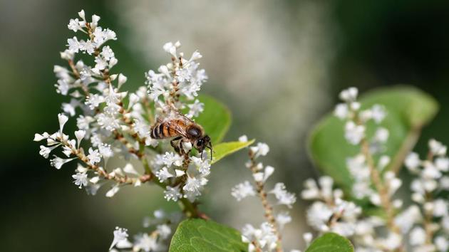 A bee gathers pollen from a flower. “This was the most difficult harvest of my life,” beekeeper Riccardo Polide says, fighting back tears at the fate of his hives in Mondovi, around 80 kilometres (50 miles) south of Turin. The bees could make only “pitiful quantities of honey, not even enough to keep alive”, he said. (Marco Bertorello / AFP) A bee gathers pollen from a flower. “This was the most difficult harvest of my life,” beekeeper Riccardo Polide says, fighting back tears at the fate of his hives in Mondovi, around 80 kilometres (50 miles) south of Turin. The bees could make only “pitiful quantities of honey, not even enough to keep alive”, he said. (Marco Bertorello / AFP)