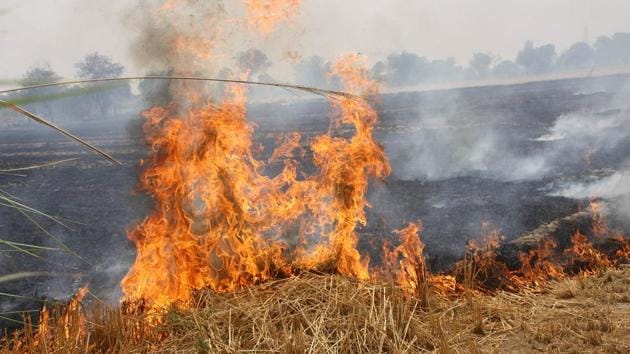 Besides registration of a criminal case for stubble burning, the national green tribunal (NGT) has also taken a stringent view of the matter.(HT File Photo) Besides registration of a criminal case for stubble burning, the national green tribunal (NGT) has also taken a stringent view of the matter.(HT File Photo)