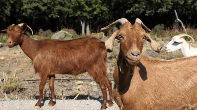 Goats walk by a car on a road near Kato Meria village in Samothraki island. (AP) Goats walk by a car on a road near Kato Meria village in Samothraki island. (AP)