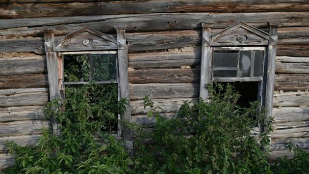 Plants have grown at an abandoned house in the village. Like thousands of villages dotted across Russia, the remote Siberian village of Sibilyakovo emptied after the closure of its state-run collective farm following the 1991 collapse of the Soviet planned economy. In its heyday in the 1970s, Sibilyakovo’s population was 550. It has shrunk to 39. (Alexey Malgavko / REUTERS)