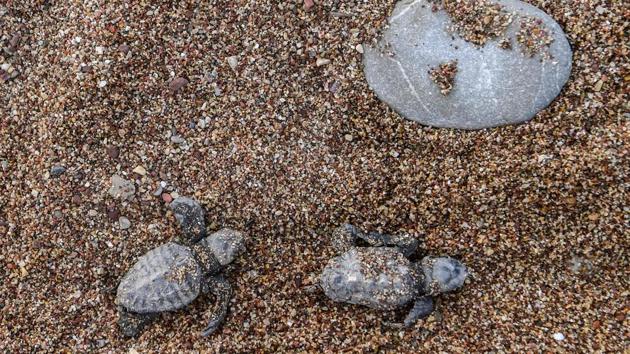 Newborn loggerhead turtles (Caretta caretta) head towards the sea after got free from their eggshells. Their overall numbers are unknown but some Pacific and Indian Ocean populations are critically low, while conservation measures have bolstered their presence in the Mediterranean, environmental groups say. (Aris Messinis / AFP)