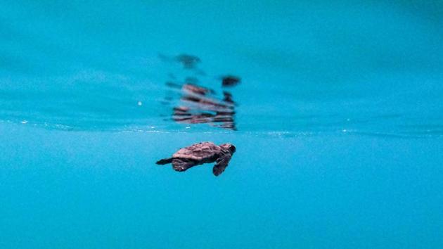 Archelon stresses that the turtles’ presence is a key indicator of sea water quality.”We are fortunate to have these habitats. This is a natural treasure. It needs to be protected, not exploited,” warns Fytilis. (Will Vassilopoulos / AFP)