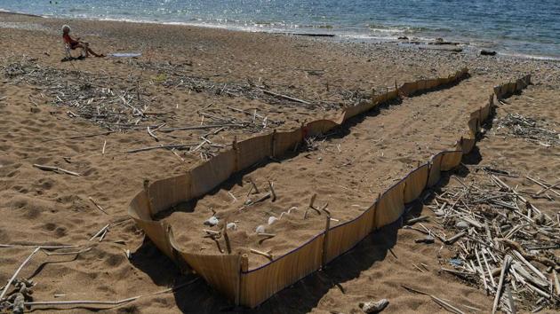 A bather sits close to a protected sea turtle nest at a beach.“It seems (more of) our female turtles survive and come back to nest,” says oceanographer Dimitris Fytilis, head of the organisation’s rescue centre for injured turtles in the coastal Athens suburb, Glyfada. Each nest contains up to 120 eggs but up to a fifth may fail to hatch at all. (Aris Messinis / AFP)