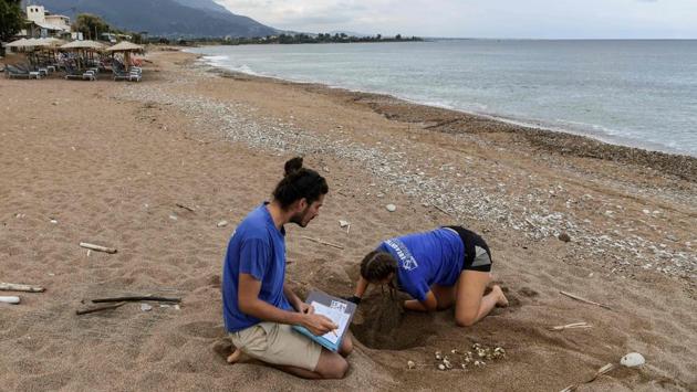 A volunteer from the Archelon NGO searches at a nest for live newborn sea turtles. Kira Schirrmacher, 22, donning black gloves to gently ease the newborn loggerhead turtle on its way, grins at suggestions that she’s a kind of “midwife”. “Yes, I do that all day,” says Schirrmacher, of her role. She’s one of several volunteers monitoring the beaches of Kyparissia Bay, the Mediterranean’s largest nesting ground for the loggerhead, whose scientific name is Caretta caretta. (Aris Messinis / AFP)