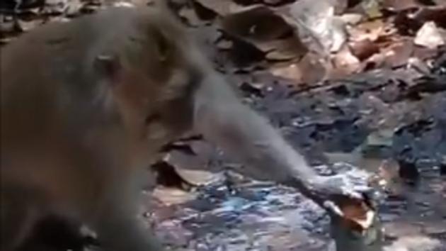 “If other beings of the wild can have such grace, intelligence and sensitivity... then I really don’t know what went wrong with us humans,” says the tweet. (Twitter/@Niharika_nsp) “If other beings of the wild can have such grace, intelligence and sensitivity... then I really don’t know what went wrong with us humans,” says the tweet. (Twitter/@Niharika_nsp)